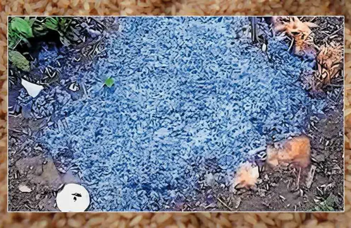 Bluish-Black Discolouration in Cooked Ration Rice Triggers Concern in Kerala