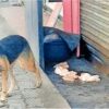 Dogs Tear Into Chicken Kept for Shawarma; Food Safety Team Shuts Koyilandy Shop
