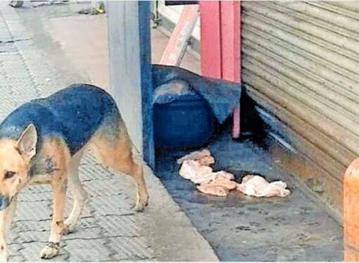 Dogs Tear Into Chicken Kept for Shawarma; Food Safety Team Shuts Koyilandy Shop