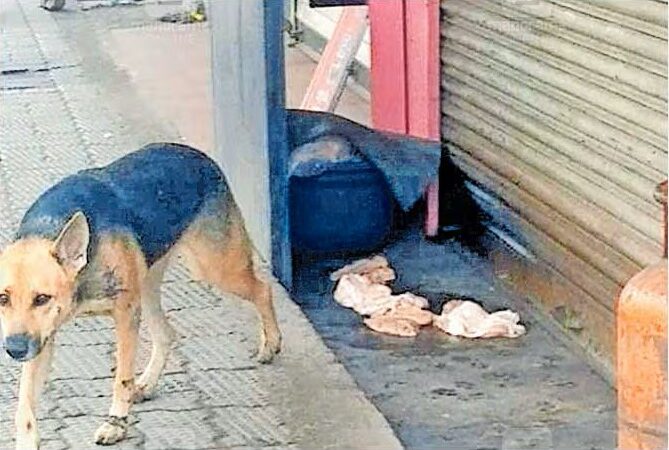 Dogs Tear Into Chicken Kept for Shawarma; Food Safety Team Shuts Koyilandy Shop
