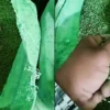 Toxic Green Dye Found in 3,500 Kg Fennel Seeds During Gujarat Raid
