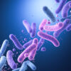 Bacillus cereus: The Bacteria That Survives Cooking