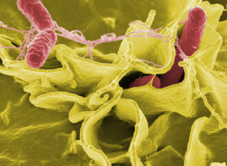 Think Your Food Is Safe? Meet Salmonella