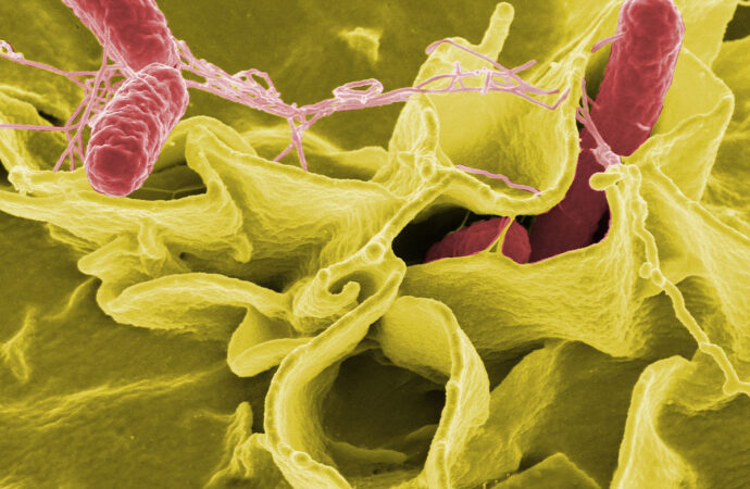 Think Your Food Is Safe? Meet Salmonella