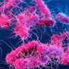 Shigella Outbreak in Kerala: Why Health Officials Are on High Alert