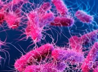 Shigella Outbreak in Kerala: Why Health Officials Are on High Alert