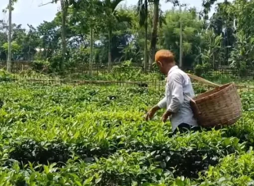 Nearly Half of Tea Samples Fail Food Safety Standards Over Two Years