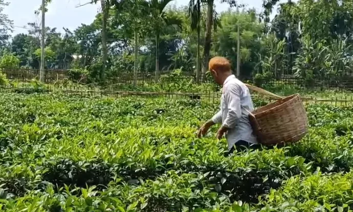 Nearly Half of Tea Samples Fail Food Safety Standards Over Two Years