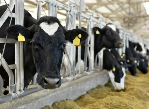 Ulhasnagar Dairy Raid Uncovers 612 Banned Oxytocin Bottles in Maharashtra