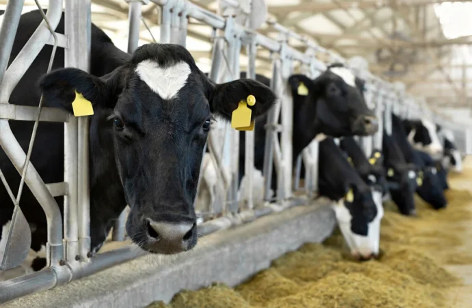 Ulhasnagar Dairy Raid Uncovers 612 Banned Oxytocin Bottles in Maharashtra