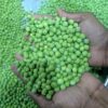 Mysuru Officials Seize 106 kg of Suspected Artificially Coloured Green Peas