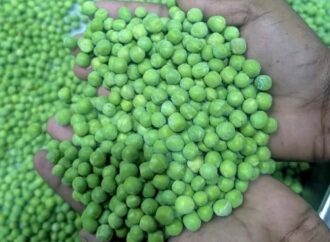 Mysuru Officials Seize 106 kg of Suspected Artificially Coloured Green Peas
