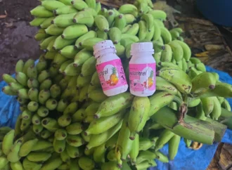 5,000 Kg of Bananas Seized in Udupi Raid Over Illegal Chemical Ripening