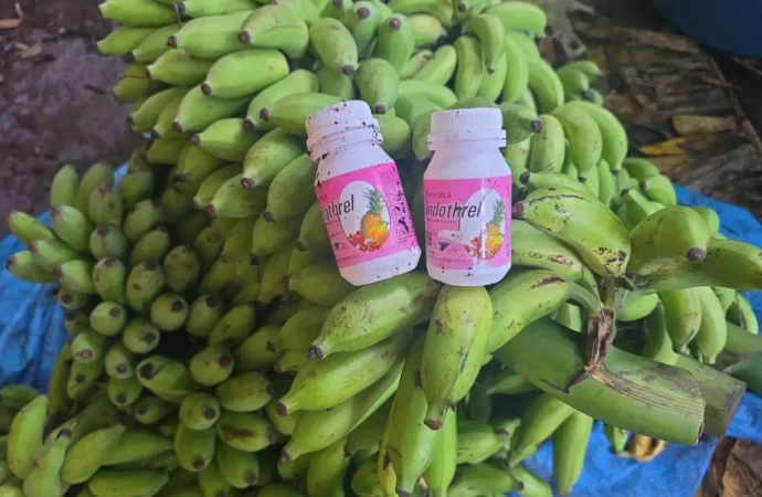 5,000 Kg of Bananas Seized in Udupi Raid Over Illegal Chemical Ripening