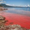 When the Sea Turns Red: Could Your Seafood Be at Risk?