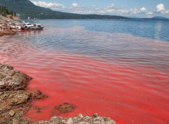 When the Sea Turns Red: Could Your Seafood Be at Risk?