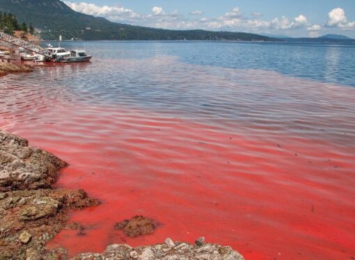 When the Sea Turns Red: Could Your Seafood Be at Risk?