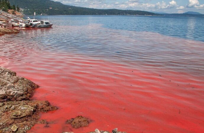 When the Sea Turns Red: Could Your Seafood Be at Risk?