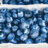 E. coli Outbreak linked to Frozen Blueberries in the U.S.
