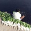 Yamuna Vegetables Found Contaminated With Heavy Metals Above Safety Limits