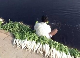 Yamuna Vegetables Found Contaminated With Heavy Metals Above Safety Limits