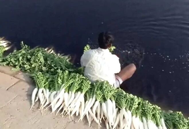 Yamuna Vegetables Found Contaminated With Heavy Metals Above Safety Limits