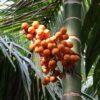Kolar Arecanut Seizure: Lab Tests Reveal Unsafe and Substandard Samples