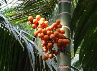 Kolar Arecanut Seizure: Lab Tests Reveal Unsafe and Substandard Samples