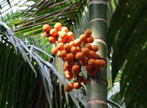 Kolar Arecanut Seizure: Lab Tests Reveal Unsafe and Substandard Samples