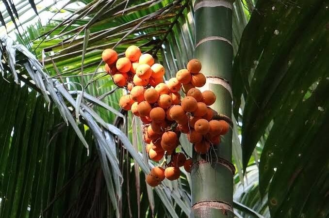 Kolar Arecanut Seizure: Lab Tests Reveal Unsafe and Substandard Samples